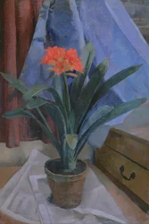 Clivia
